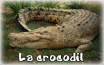 crocodil